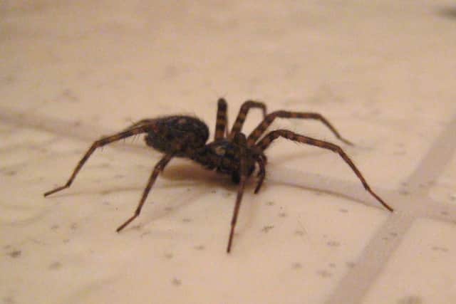 Look out. Spider season is here.