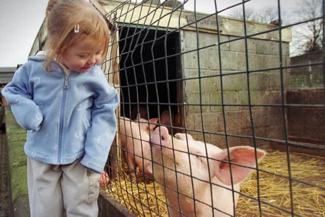Ellis Thomas aged 2 1/2 with the pigs at Gorgie City Farm.