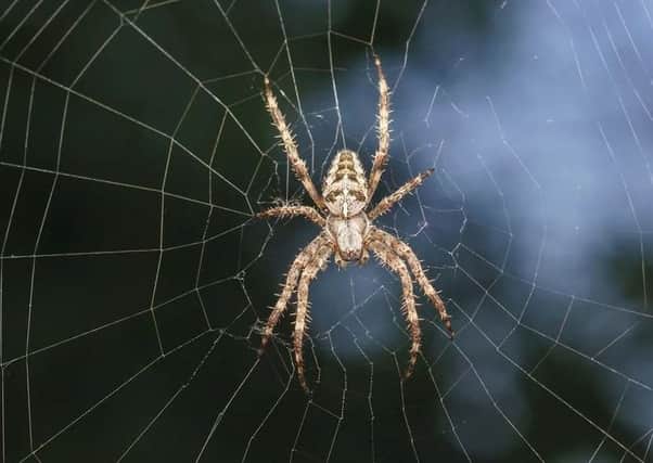 How can you keep spiders out of your home.