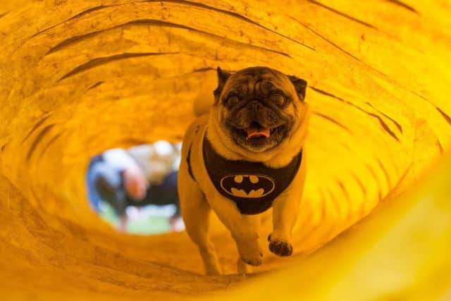 Trevor 6 runs through a tunnel at the Pug Fest.
