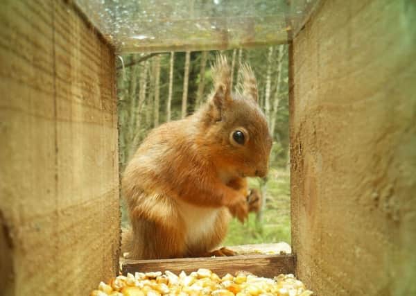 A red squirrel in one of the feeder boxes at the woods near Aberdeen. PIC: Forestry Commission Scotland.