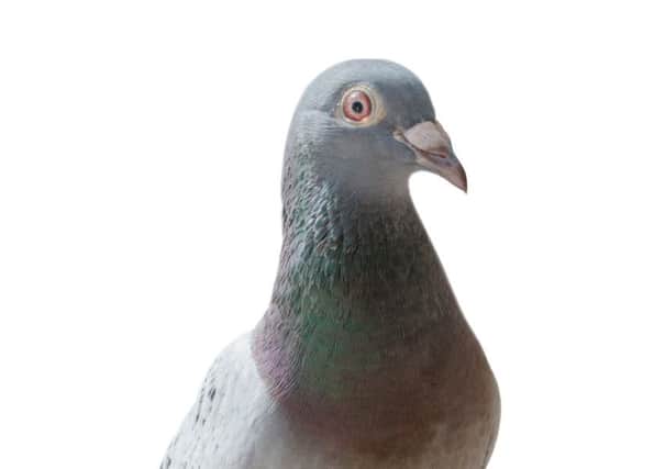 Pigeons have been blamed for ward closure at ERI