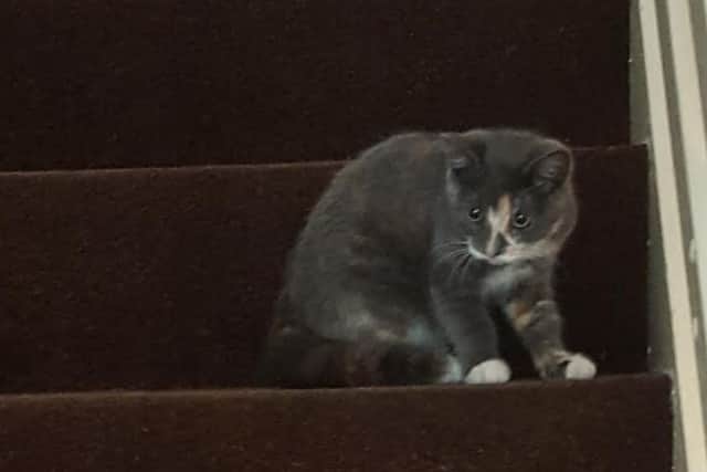 The SSPCA are appealing for information