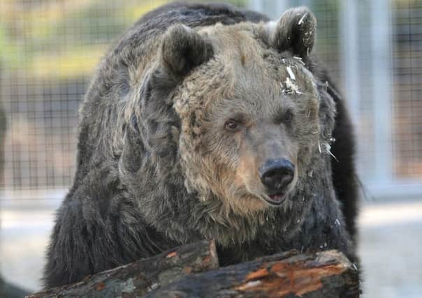 Three brown bears were rescued from a travelling circus. Peggy, seen here was the first bear to be released into the holding sanctuary at the Five sisters zoo. Pic Ian Rutherford