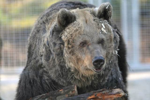 Three brown bears were rescued from a travelling circus. Peggy, seen here was the first bear to be released into the holding sanctuary at the Five sisters zoo. Pic Ian Rutherford