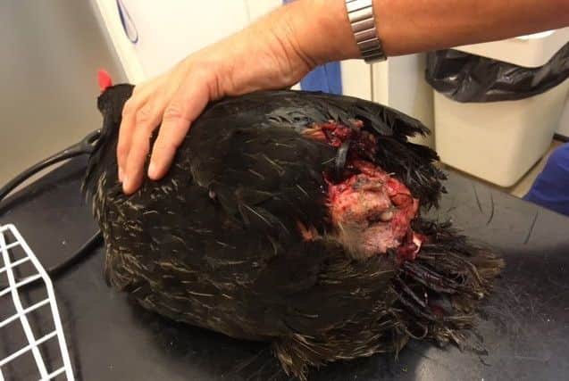 Steven Thomson's chicken was so badly mauled it had to be put down. Picture: contributed
