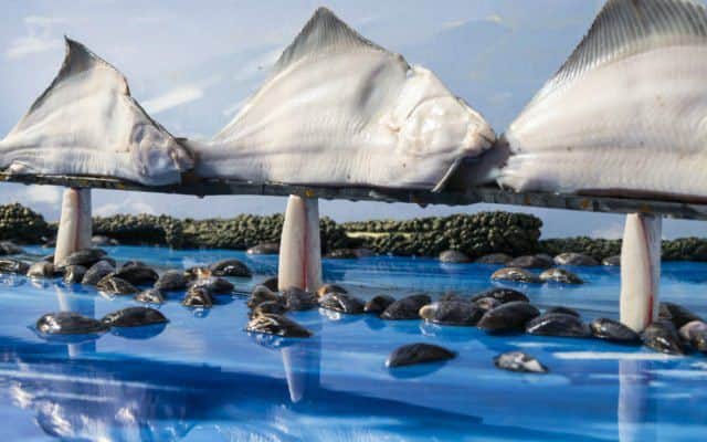 The incredible recreation of the Queensferry Crossing. Picture: Seafish