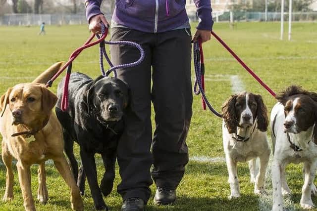 Problems with commercial dog walkers are rare. Picture: Ian Georgeson