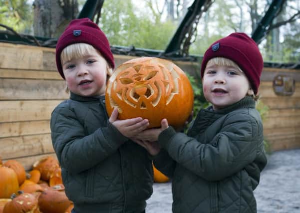 Carve a creepy-crawly pumpkin for Edinburgh Zoo's family promotion.