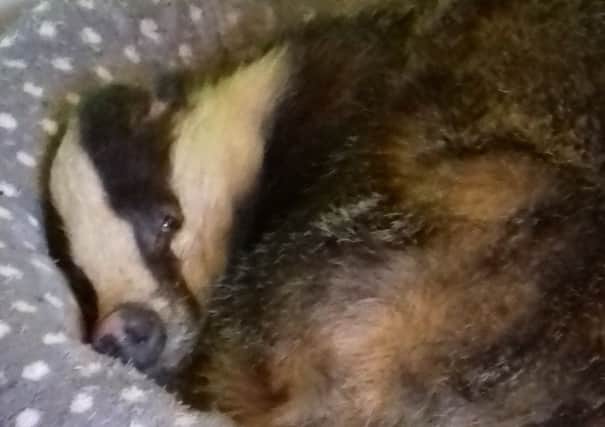 Badger discovered having a cat nap in Linlithgow house