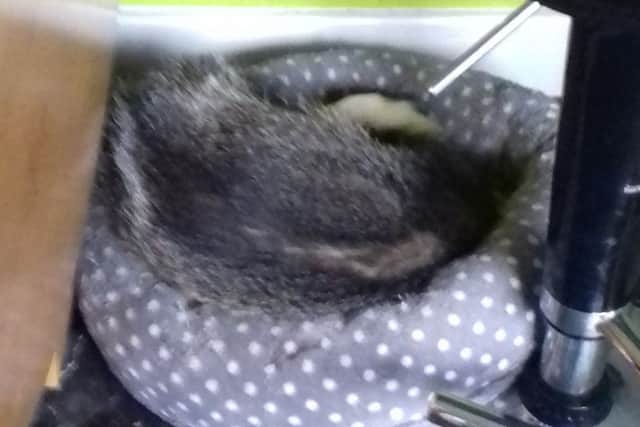 A badger was found in a cat bed at a Linlithgow House