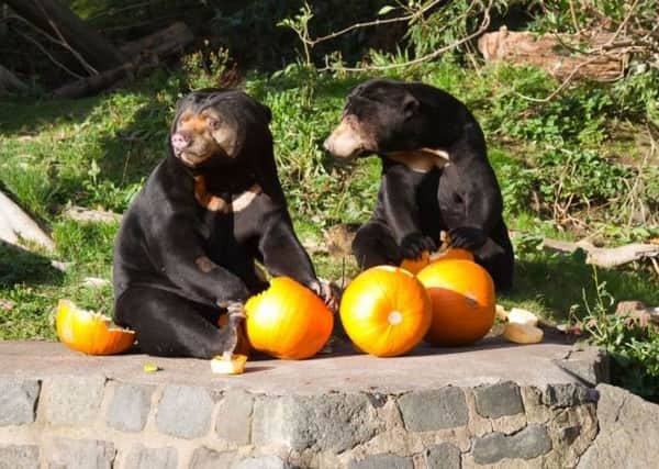 Edinburgh Zoo gave their bears a treat