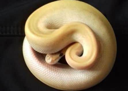 The snake was found in the kitchen of a Bathgate home