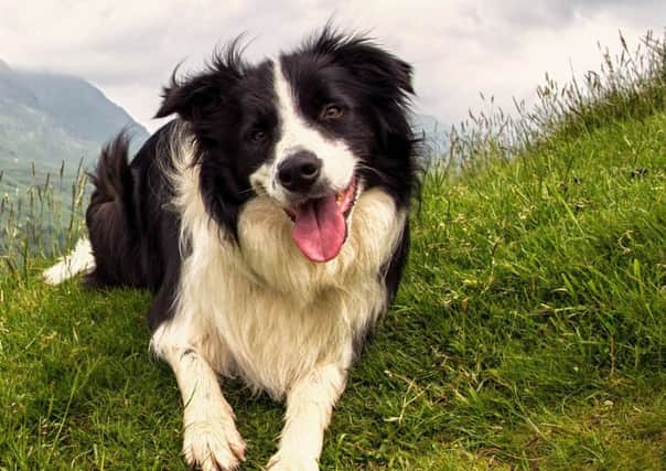 Sheepdogs are famed for their intelligence. (Picture: Getty Images)