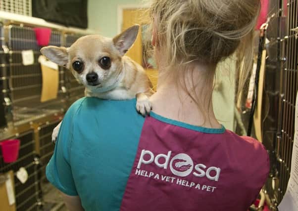 Vet nurse Amy Mitchell with Bailey the chihuahua. Picture: Alistair Linford