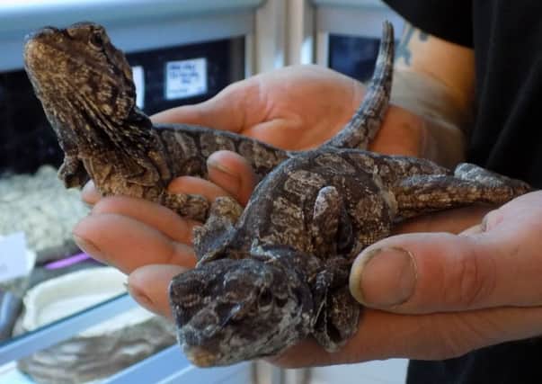 Two frilled-neck lizards were left abandoned in Edinburgh, Picture: Scottish SPCA