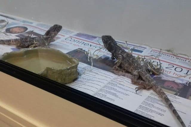 Two frilled-neck lizards were left abandoned in Edinburgh, Picture: Scottish SPCA