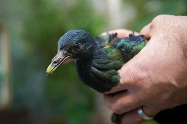 A rare chick of the closest living relative to the dodo has hatched at Edinburgh Zoo. Picture: Sian Addison.