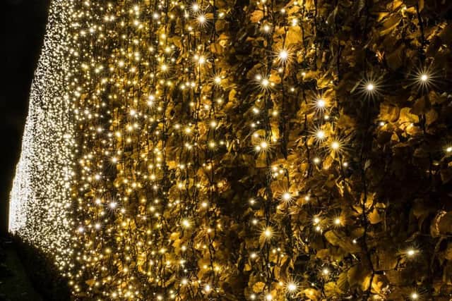 The magnificent Beech Hedge, draped with a 140 meters long blanket of 100,000 lights