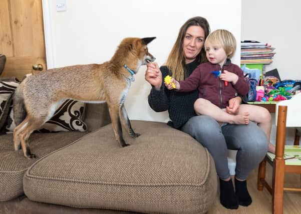 Jasper the fox with Natalie Reynolds age 35 and Chace Reynolds age 3. Picture: SWNS