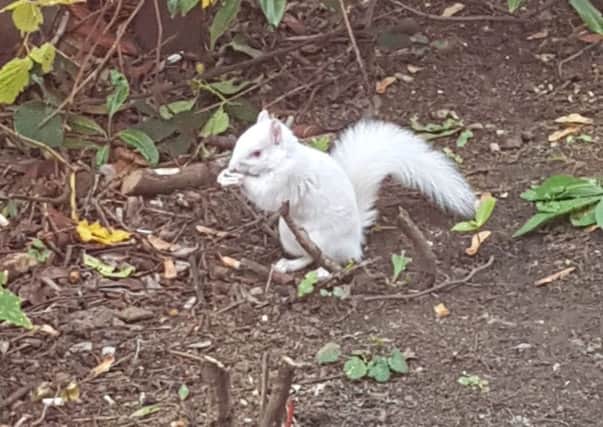 An extremely rare albino squirrel was spotted scurrying around Edinburgh, Picture: SWNS