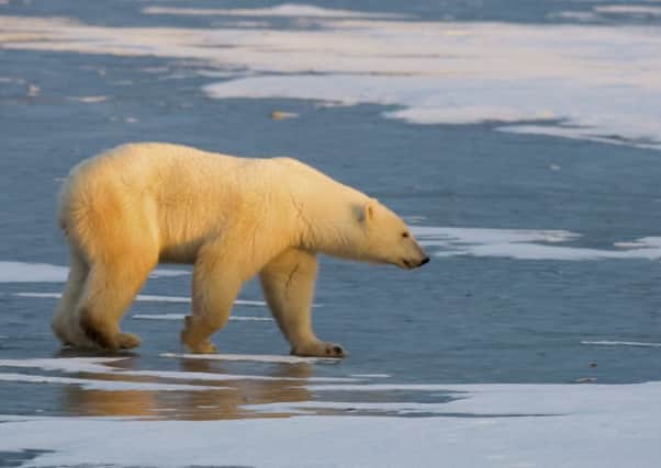 A polar bear walks on the frozen tundra at the edge of Hudson Bay in Canada. Picture:AFP/Getty