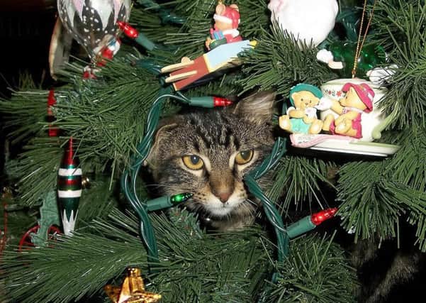 Cat on a hot Christmas tree