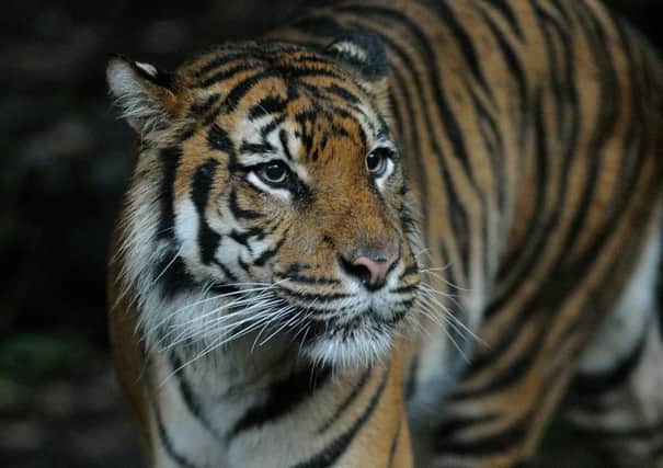 Baginda, a female Sumatran tiger has been put to sleep after beoming ill at Edinburgh Zoo