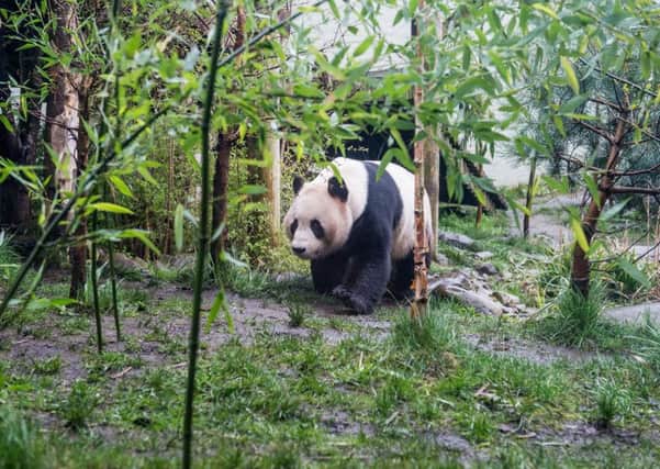 Edinburgh Zoo's pandas have seen a decline in visitor numbers due to last summer's wet weather, Picture:  Ian Georgeson
