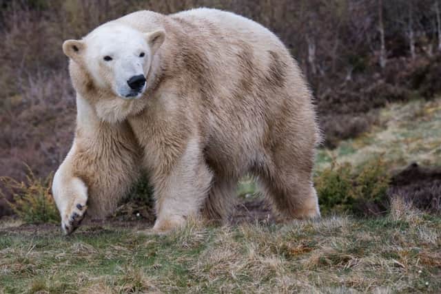 Proud mother Victoria has given birth to a polar bear cub.