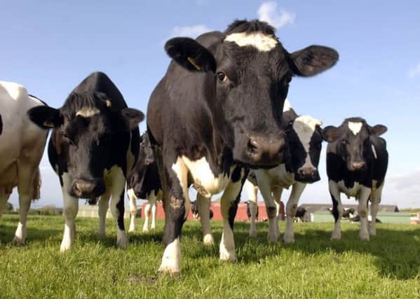 Will cows become as exotic as zoo animals amid soaring popularity of vegan diets? Picture: Ian Rutherford