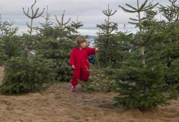 A child inspects the trees before last year's event.