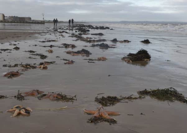 Portobello Beach.

A large quantity of Starfish washed up on the shore on Portobello Beach.