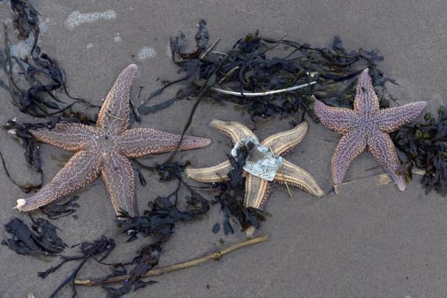 A large quantity of Starfish washed up on the shore on Portobello Beach. Picture:

 Neil Hanna.