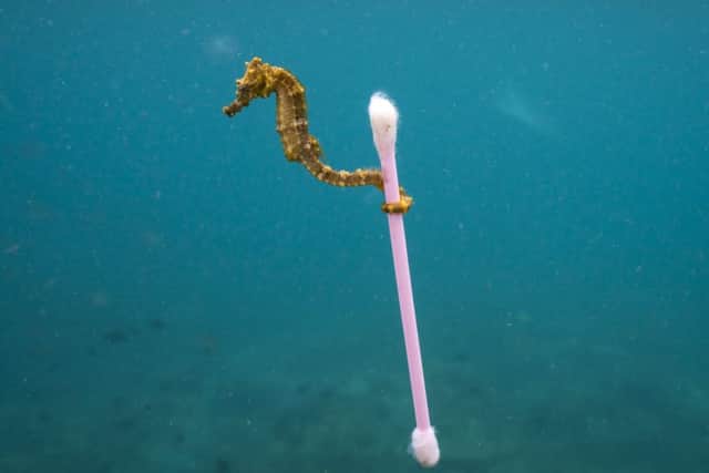 A small sea horse grabs onto garbage in Indonesia.