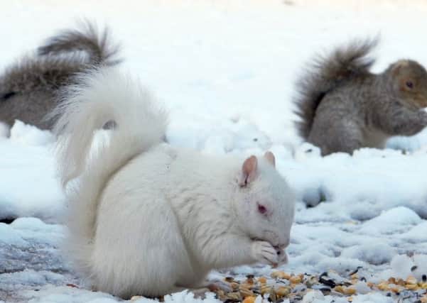 A rare albino squirrel. Picture; GEORGE MAIR, SALTIRE NEWS