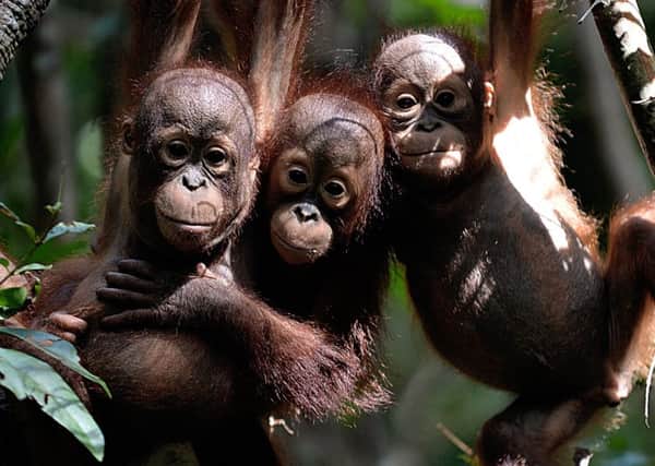 Three orphaned orangutan babies at a rescue centre in Borneo Picture: AFP/Getty Images