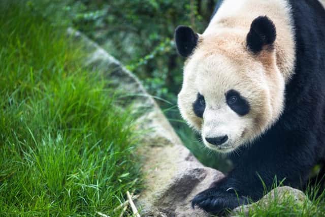 Visit the pandas at Edinburgh Zoo on any day of the year
