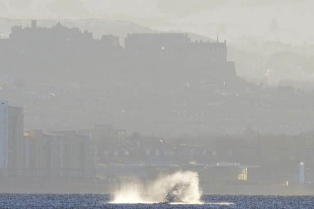 A playful humpback whale visited the Firth of Forth last month (Photo: Adrian Plumb)