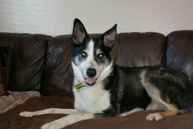 Dogs Trust West Calder are appealing for a home for Alfie.