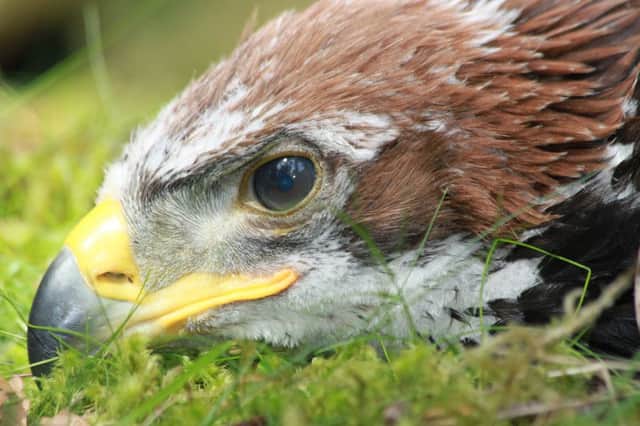 A young satellite-tagged golden eagle has disappeared in highly suspicious circumstances in the Pentland Hills, just seven miles from the Scottish Parliament building in Edinburgh.