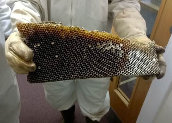 A colony of honey bees was discovered in the library at Heriot-Watt. Picture: Saltire News