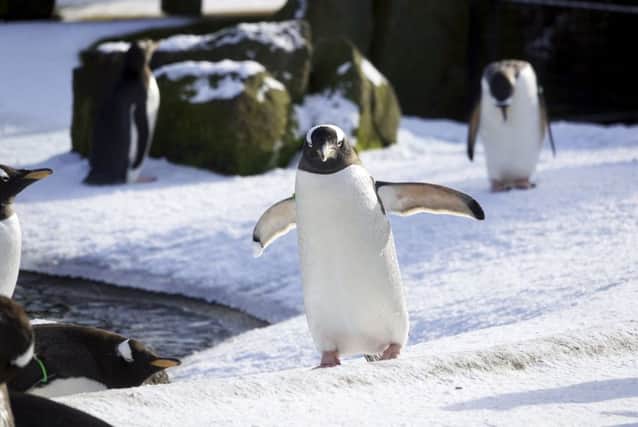 Gentoo penguins out in the snow at Edinburgh Zoo. Picture: SWNS