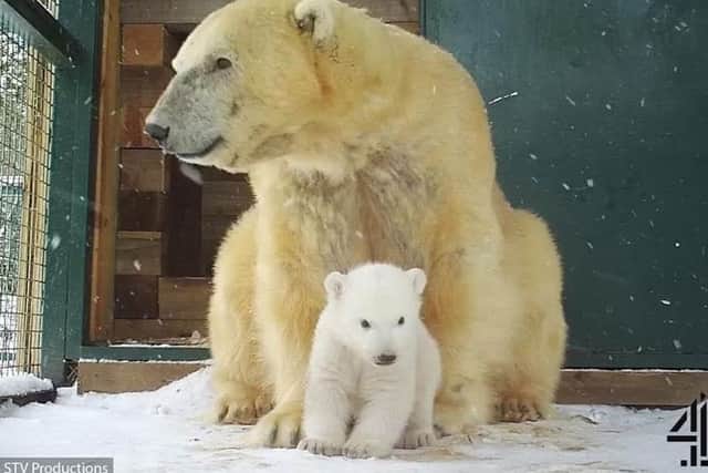 The first polar bear born in the UK has emerged