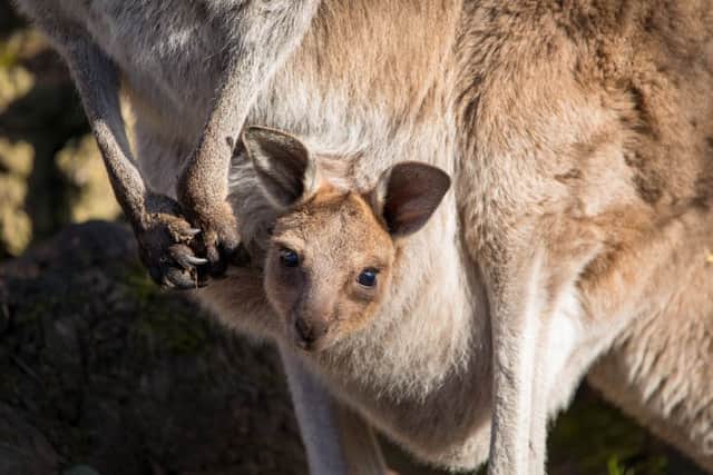 Scotland's only western grey kangaroo joey at Edinburgh Zoo