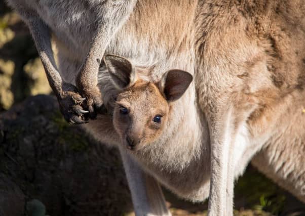 Scotland's only western grey kangaroo joey at Edinburgh Zoo