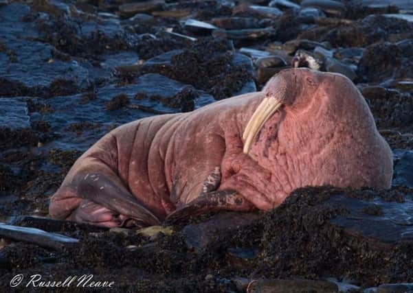 The Arctic walrus pictured relaxing on a beach on Sanday, Orkney. PIC: Russell Neave/Sanday Ranger.