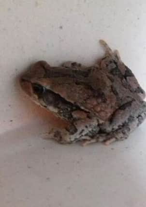 Terrence the tree frog 'hitchhiked' to Scotland from South Africa. Picture: Scottish SPCA