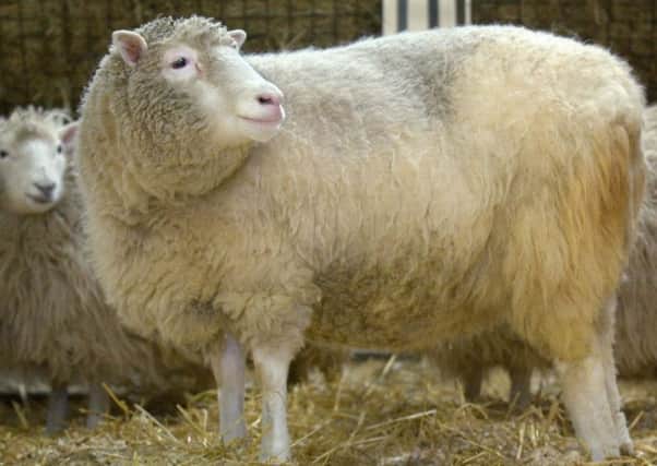 Dolly the Sheep. Picture:TSPL