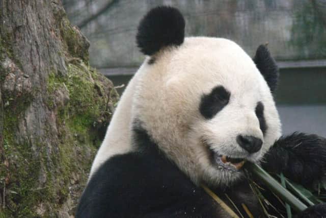 The giant pandas at Edinburgh Zoo will not be breeding this year.